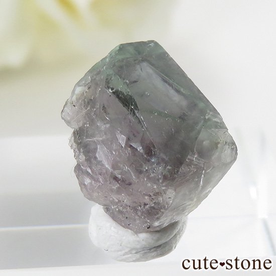 󥰥 ꡼ۻ Х顼ե饤Ȥη뾽ʸС2.4gμ̿2 cute stone