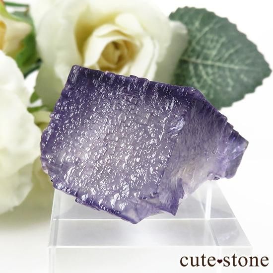 ꥫ ०åɹۻ ե饤Ȥθ 24gμ̿0 cute stone