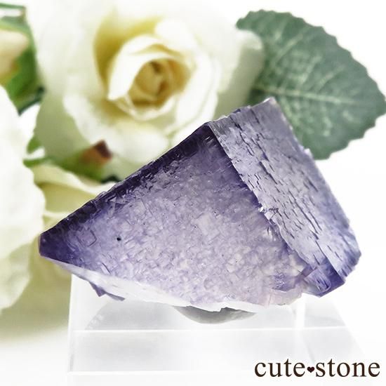 ꥫ ०åɹۻ ե饤Ȥθ 24gμ̿1 cute stone