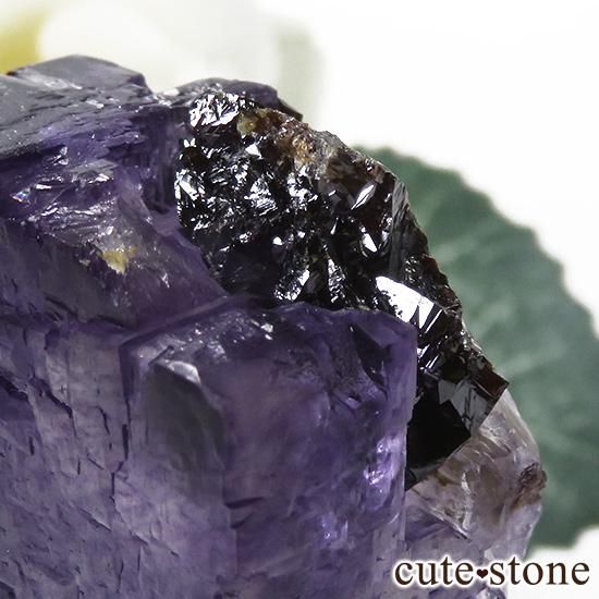 ꥫ ०åɹۻ ե饤Ȥθ 29gμ̿3 cute stone