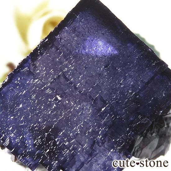 ꥫ ०åɹۻ ե饤Ȥθ 36gμ̿3 cute stone