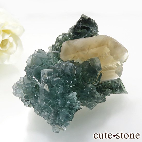  ʻ ꡼ե饤ȡ륵ȤɸܡʸС130gμ̿0 cute stone