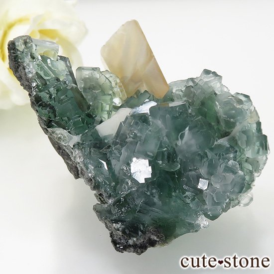  ʻ ꡼ե饤ȡ륵ȤɸܡʸС130gμ̿1 cute stone