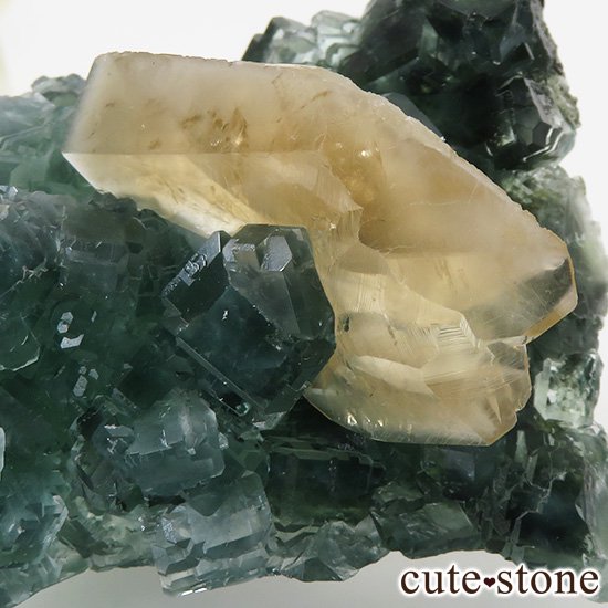  ʻ ꡼ե饤ȡ륵ȤɸܡʸС130gμ̿3 cute stone