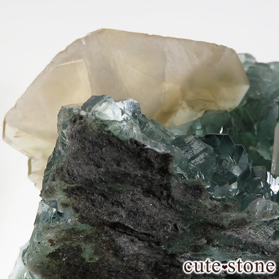  ʻ ꡼ե饤ȡ륵ȤɸܡʸС130gμ̿4 cute stone