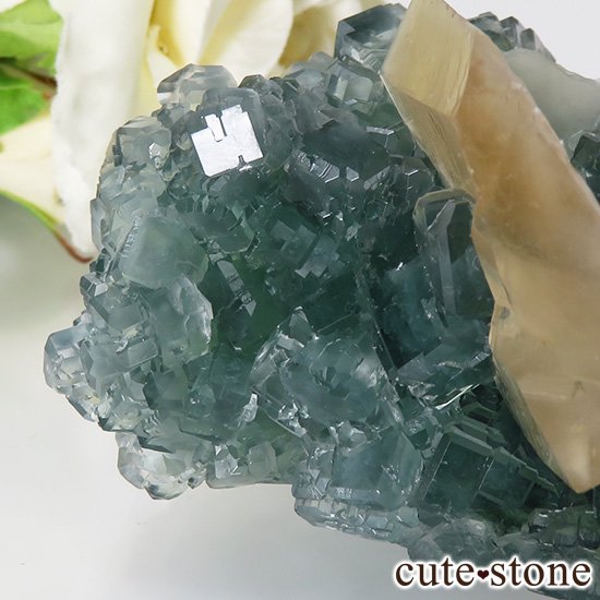  ʻ ꡼ե饤ȡ륵ȤɸܡʸС130gμ̿5 cute stone