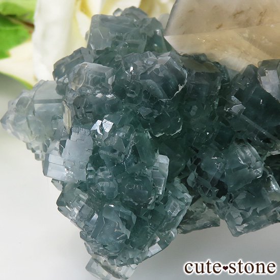  ʻ ꡼ե饤ȡ륵ȤɸܡʸС130gμ̿6 cute stone