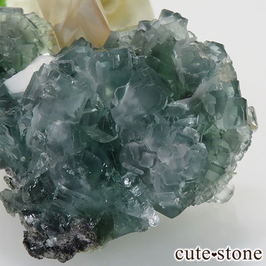  ʻ ꡼ե饤ȡ륵ȤɸܡʸС130gμ̿7 cute stone