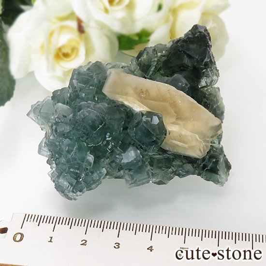  ʻ ꡼ե饤ȡ륵ȤɸܡʸС130gμ̿8 cute stone