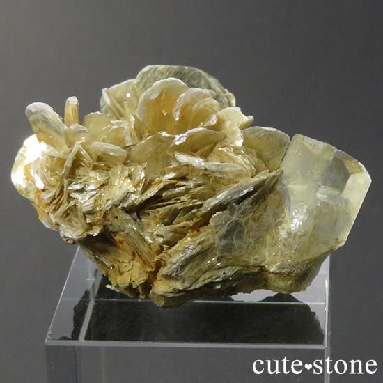 ѥ ʥȤդ뾽ʸС17gμ̿1 cute stone