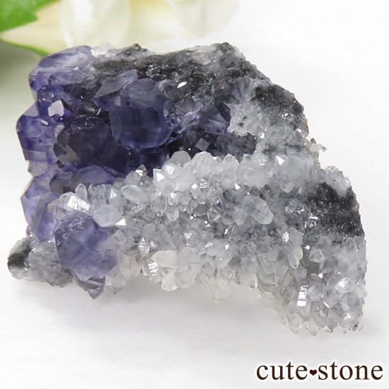  ʡʻѡץ֥롼ե饤Ȥη뾽ʸС 37gμ̿3 cute stone