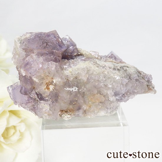ڥ ٥٥ ѡץե饤ȡʹʪɸܡ42gμ̿0 cute stone