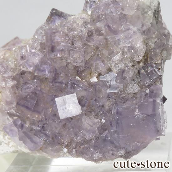 ڥ ٥٥ ѡץե饤ȡʹʪɸܡ42gμ̿1 cute stone