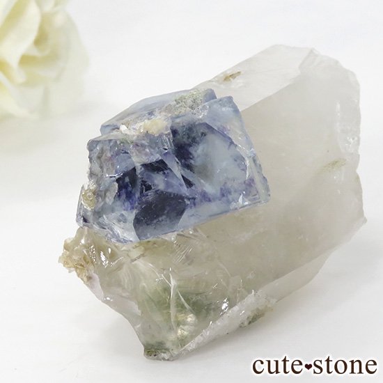 䥪󥷥 ե饤() 徽ζɸ 58gμ̿0 cute stone