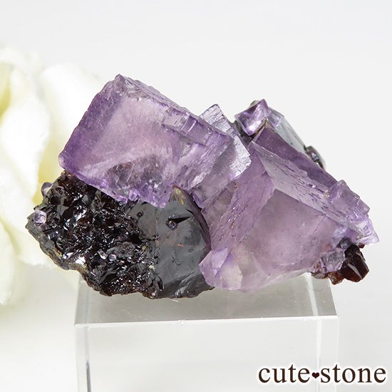 ꥫ ०åɹۻ ѡץåɥե饤Ȥθ 41gμ̿0 cute stone