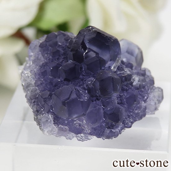  ʡʻѡץ֥롼ե饤Ȥη뾽ʸС 13gμ̿0 cute stone