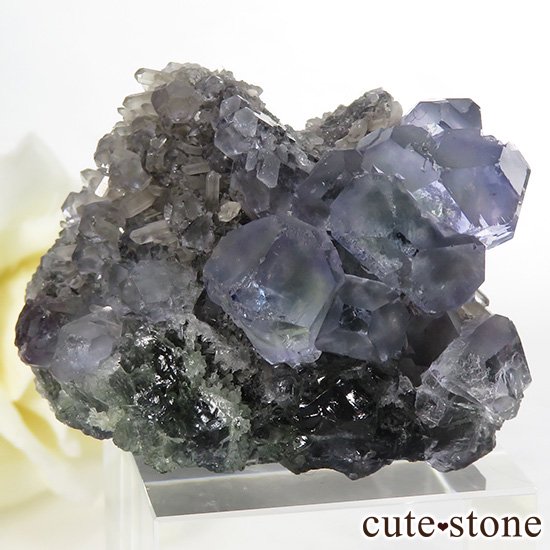  ʡʻѡץ֥롼ե饤Ȥη뾽ʸС 46.7gμ̿1 cute stone