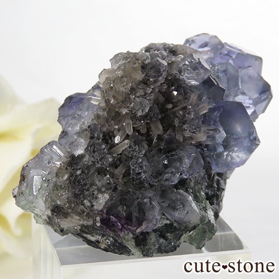  ʡʻѡץ֥롼ե饤Ȥη뾽ʸС 46.7gμ̿2 cute stone