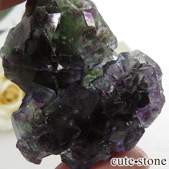 ʥߥӥ Okorusu Mine꡼ߥѡץߥ֥롼ե饤Ȥθ 46.4gμ̿3 cute stone