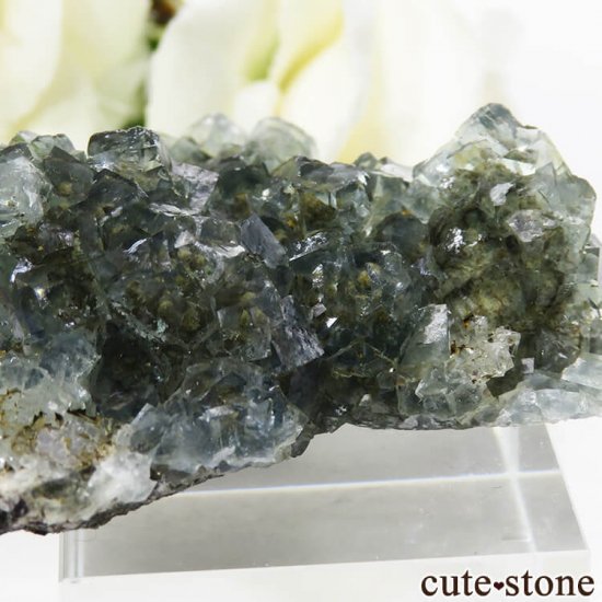 ᥭ ֥롼꡼ե饤Ȥη뾽ʸС 27gμ̿2 cute stone