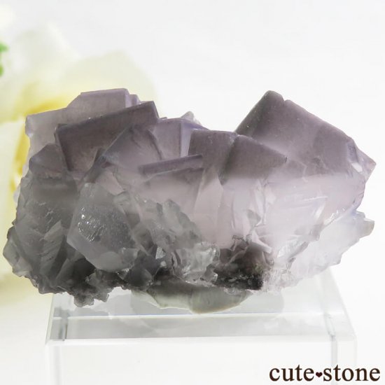  ʻ ѡץ졼ե饤Ȥη뾽ʸС 21gμ̿0 cute stone