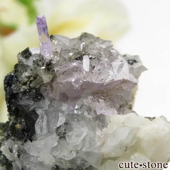 ѥ ɥ ѡץ륢ѥȤդ뾽ʸС 19.8gμ̿3 cute stone