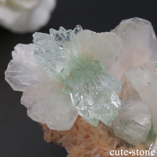 ɻ ꡼󥢥ݥե饤ȡƥХȡҥ塼 θ 31gμ̿4 cute stone