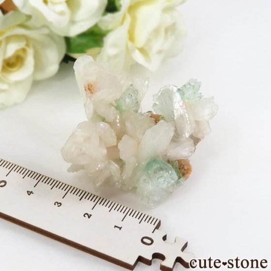 ɻ ꡼󥢥ݥե饤ȡƥХȡҥ塼 θ 31gμ̿5 cute stone
