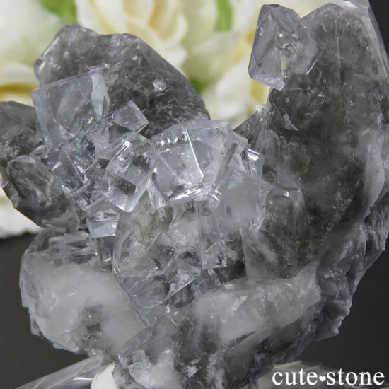 ڥ Emilio Mine 顼쥹ե饤Ȥդ뾽ʸС 61gμ̿2 cute stone