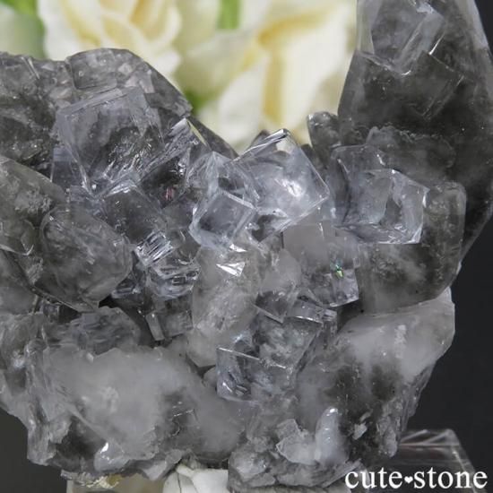 ڥ Emilio Mine 顼쥹ե饤Ȥդ뾽ʸС 61gμ̿3 cute stone