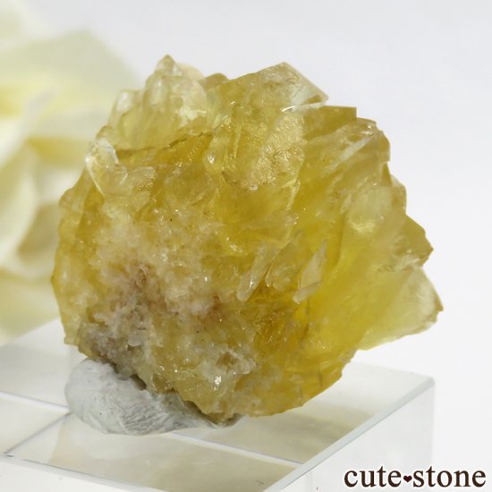  ʻ ե饤Ȥθ 19.1gμ̿0 cute stone
