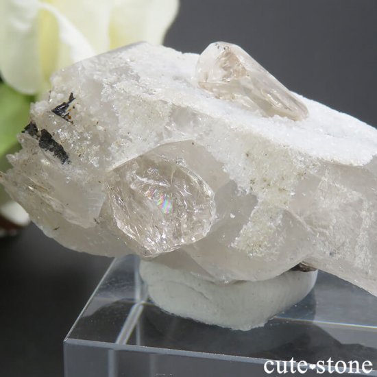 ѥ ɥ ȥѡդ뾽ʸС24gμ̿1 cute stone
