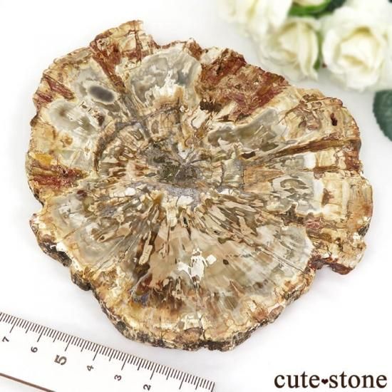 ペトリファイドウッド(珪化木)のスライス 355g - cute stone - ペトリファイドウッド(珪化木)のスライス 355g - cute stone -