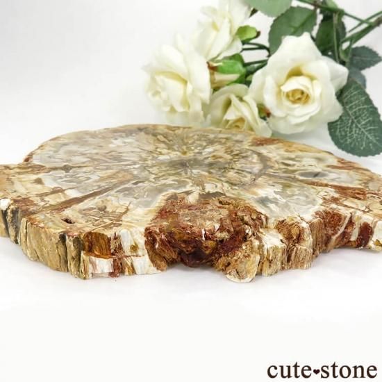 ペトリファイドウッド(珪化木)のスライス 355g - cute stone - ペトリファイドウッド(珪化木)のスライス 355g - cute stone -