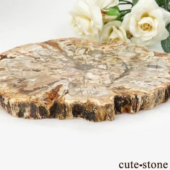 ペトリファイドウッド(珪化木)のスライス 355gの写真2 cute stone