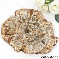 ペトリファイドウッド(珪化木)の意味・鉱物辞典 cute stone ペトリファイドウッド(珪化木)の意味・鉱物辞典 cute stone