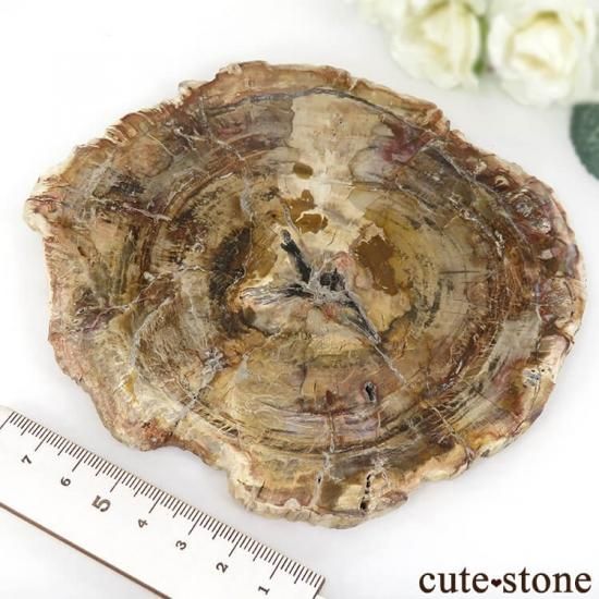 ペトリファイドウッド（珪化木）のスライス 330g - cute stone -