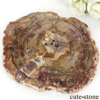 ペトリファイドウッド(珪化木)の意味・鉱物辞典 cute stone ペトリファイドウッド(珪化木)の意味・鉱物辞典 cute stone
