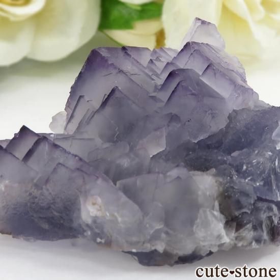 ѥ Х󽣻 ѡץ֥롼ե饤Ȥθ 81.5gμ̿1 cute stone