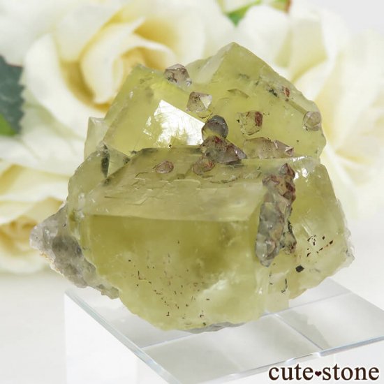  ʻ ե饤ȡ徽θ 42gμ̿0 cute stone
