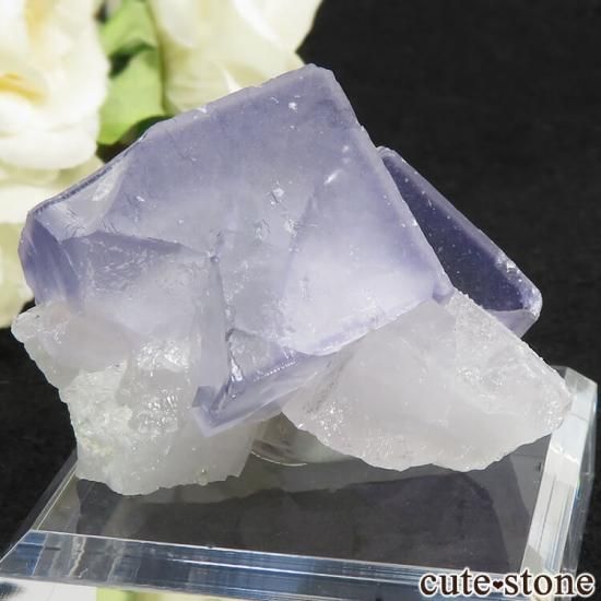 䥪󥷥 ѡץ֥롼ե饤Ȥθ 86gμ̿1 cute stone