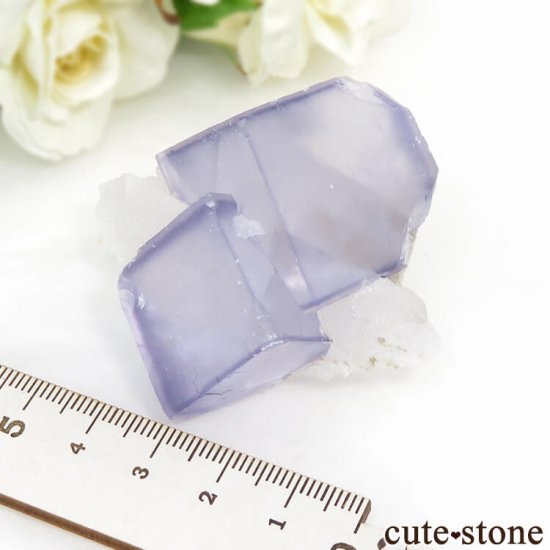 䥪󥷥 ѡץ֥롼ե饤Ȥθ 86gμ̿3 cute stone