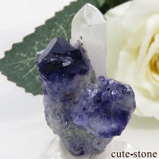 䥪󥷥 ѡץ֥롼ե饤ȡĤθ 10.4gμ̿0 cute stone