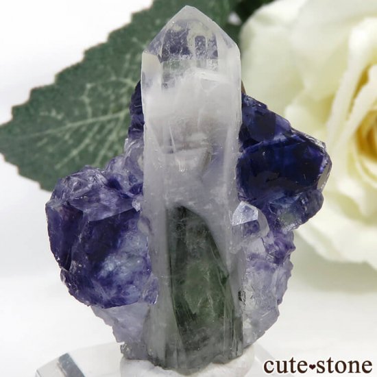 䥪󥷥 ѡץ֥롼ե饤ȡĤθ 10.4gμ̿1 cute stone