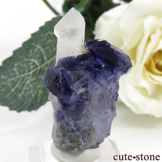 䥪󥷥 ѡץ֥롼ե饤ȡĤθ 10.4gμ̿2 cute stone