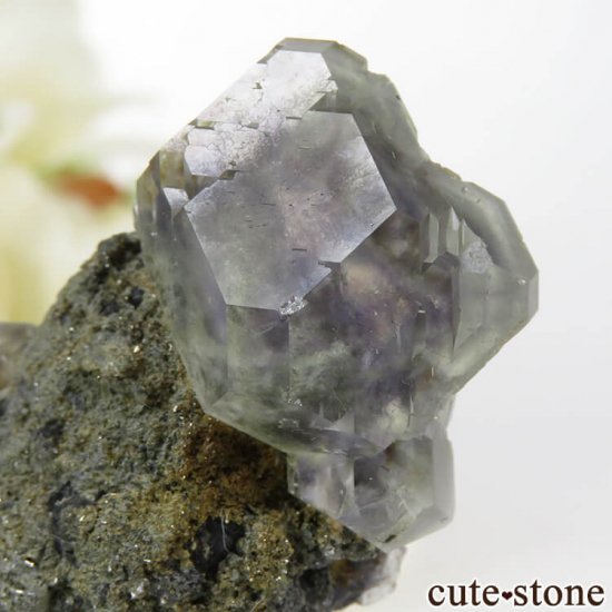  ʡʻ ֥롼꡼ե饤Ȥդ뾽ʸС24gμ̿2 cute stone