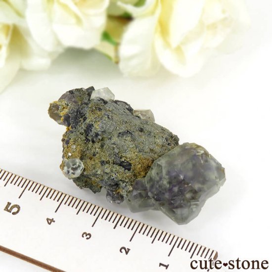  ʡʻ ֥롼꡼ե饤Ȥդ뾽ʸС24gμ̿3 cute stone