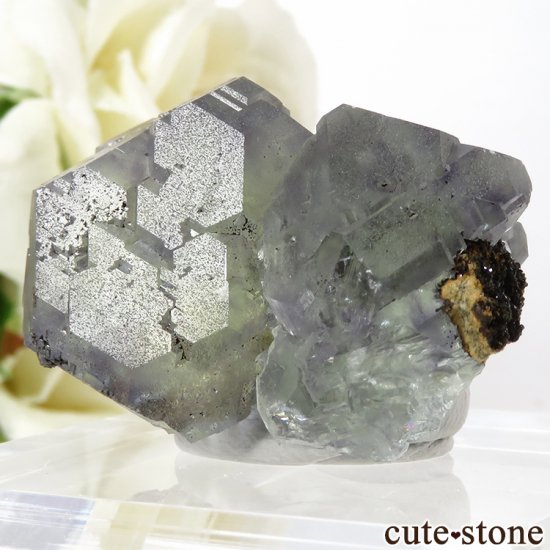  ʡʻ ꡼ѡץե饤Ȥη뾽ʸС31.8gμ̿0 cute stone