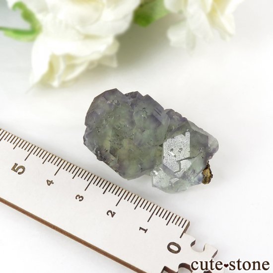  ʡʻ ꡼ѡץե饤Ȥη뾽ʸС31.8gμ̿4 cute stone