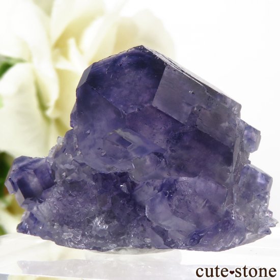  ʡʻ ѡץ֥롼ե饤Ȥդ뾽ʸС19.3gμ̿0 cute stone